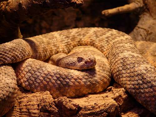 rato Cobra