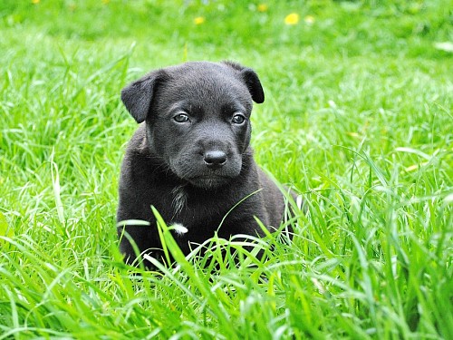 agradavel Filhote de labrador preto pequeno na grama