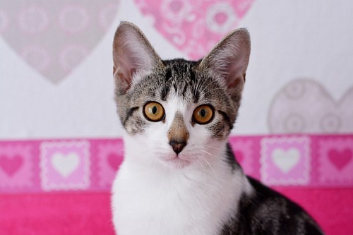 Gatinho fofo com fundo de corações