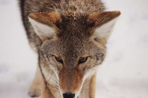 cinzento Lobo