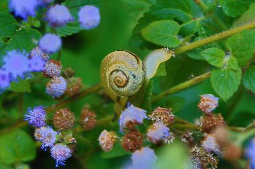 Caracol