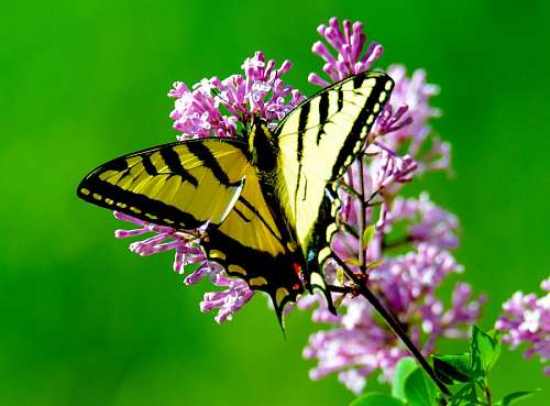Borboleta