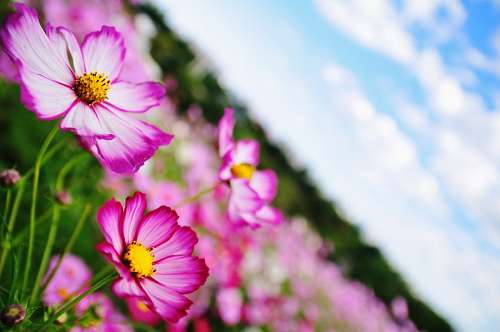 campo, flor, flores, natureza, primavera, fundo,