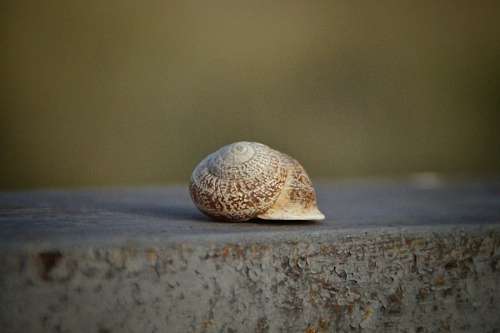 caracol