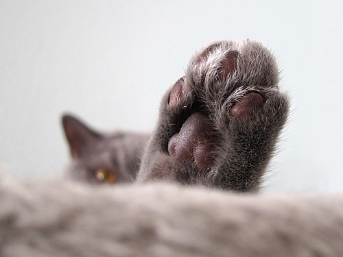 Close-up, de, gato, pata