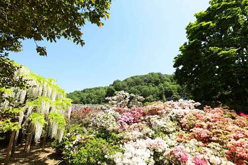 Increíble bulevar de flores en Japón.