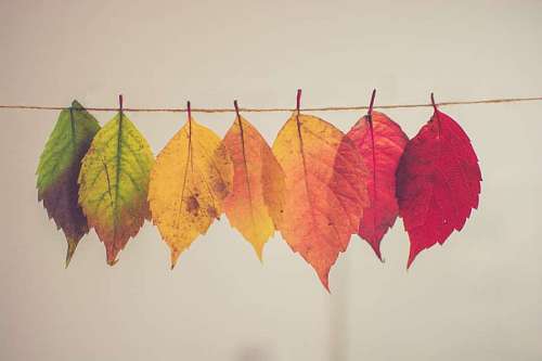 espectro Folhas de outono coloridas HD wallpaper