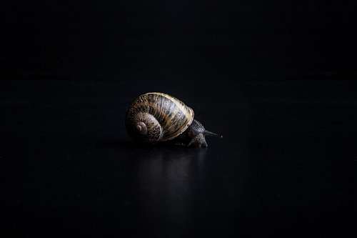 Caracol