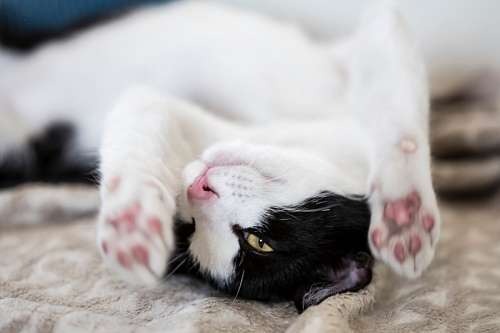 papéis de parede bonitos gatinhos bebê
