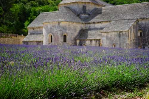 Flores de lavanda