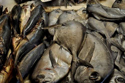 Peixe