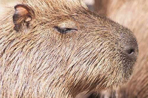 capivara Capivara