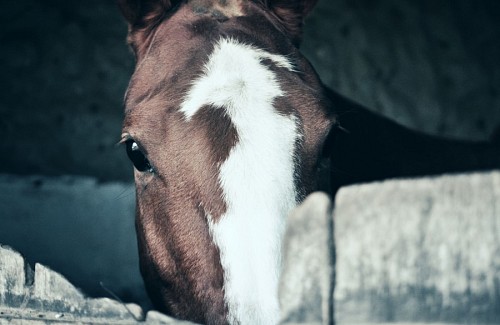 besos Olhar de cavalo no estábulo
