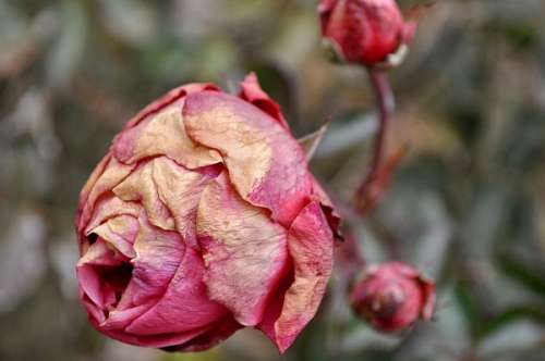 rosa