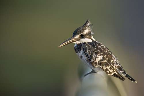 vincos Bird