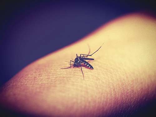 mordida mosquito