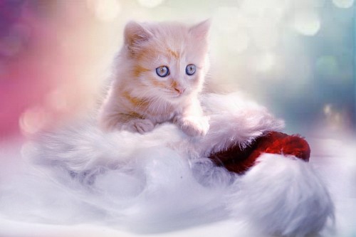 papeis de parede 4k Concurso gatinho para 4k papel de parede
