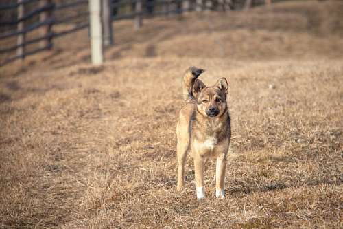 cao pastor animal de fazenda, animal de estimação, animais de estimação, montanha, mounta