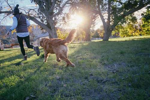retriever dourado Mulher correndo com seu animal de estimação