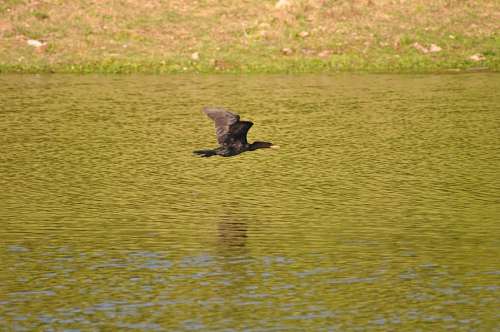 Pato em vôo sobre o lago