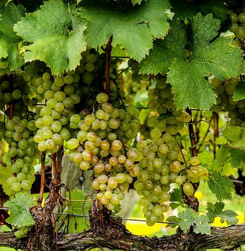 uva Uvas brancas