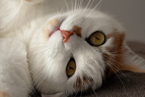 Terno Kitty Look