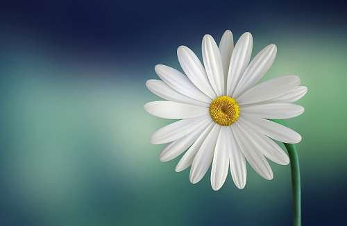dai Daisy