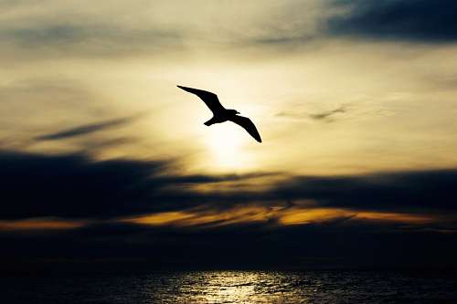 gaivotas Gaivota voando ao pôr do sol