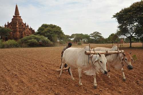 birmanes Bagan, Birmânia