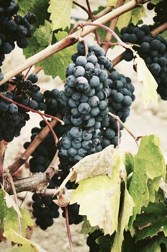 uva uvas
