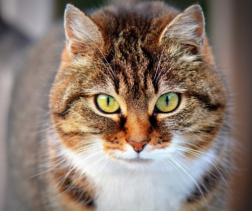 gato enrugado Olhar atento de animal