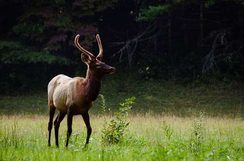 veado Deer