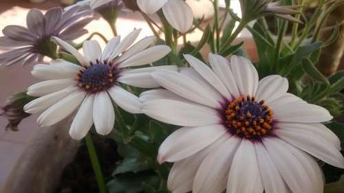 gerbera gerberas brancas
