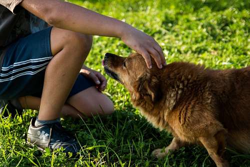 companheiro Acariciando um cão