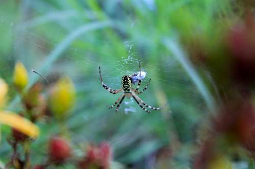 teia de aranha Aranha