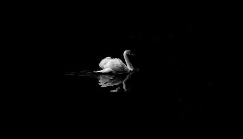 Cisne no lago