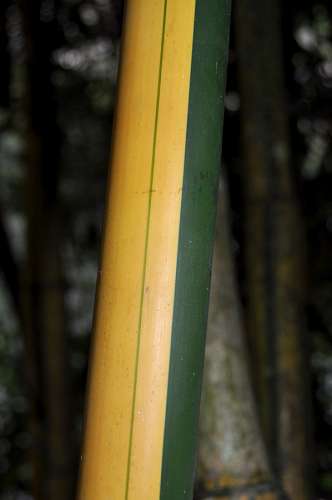 Bambu