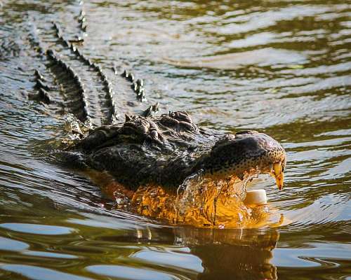 predador crocodilo