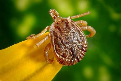 invertebrado Tick