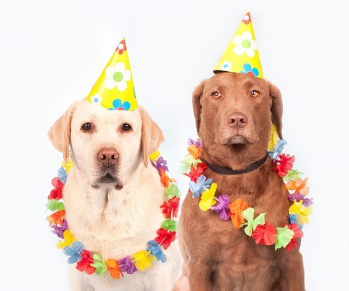 Animais de estimação engraçados preparados para a celebração