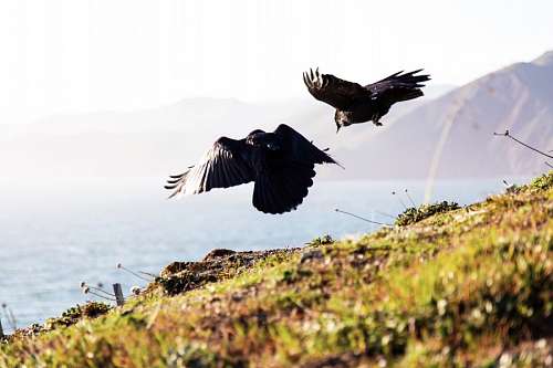 Aves negras
