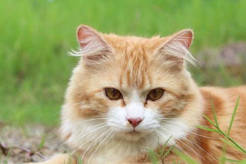 Gato doce tomando ar fresco