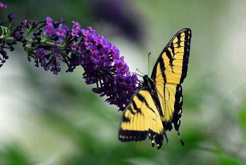 borboleta, natural, natureza, inseto, amarelo, cor