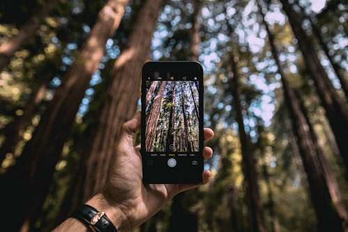 thom Fotografar a floresta