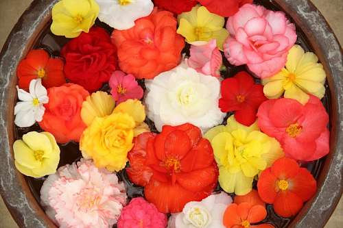 Flores de fundo