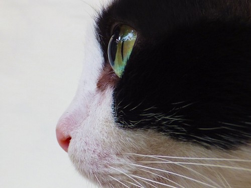 olhos verdes Perfil de gato preto e branco com olhos verdes intensos