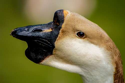 Cisne