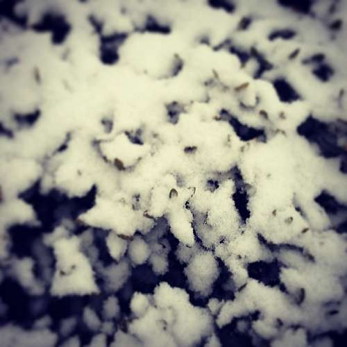 neve, congelado, frio, close-up, fundo, backg