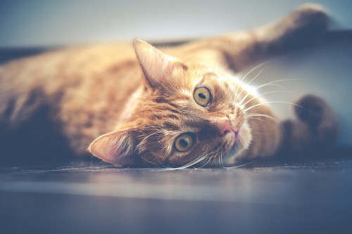 jogo de animais Adorável animal de estimação jogando
