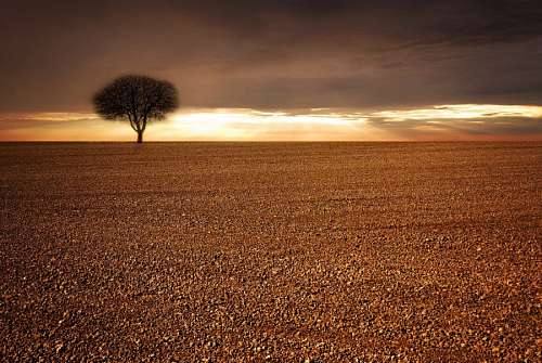 solitario Árvore solitária
